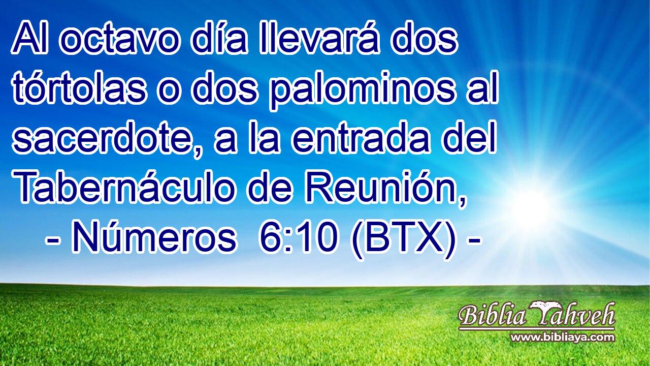 Al octavo día llevará dos tórtolas o dos palominos al sacerdote, a la entrada del Tabernáculo de Reunión,