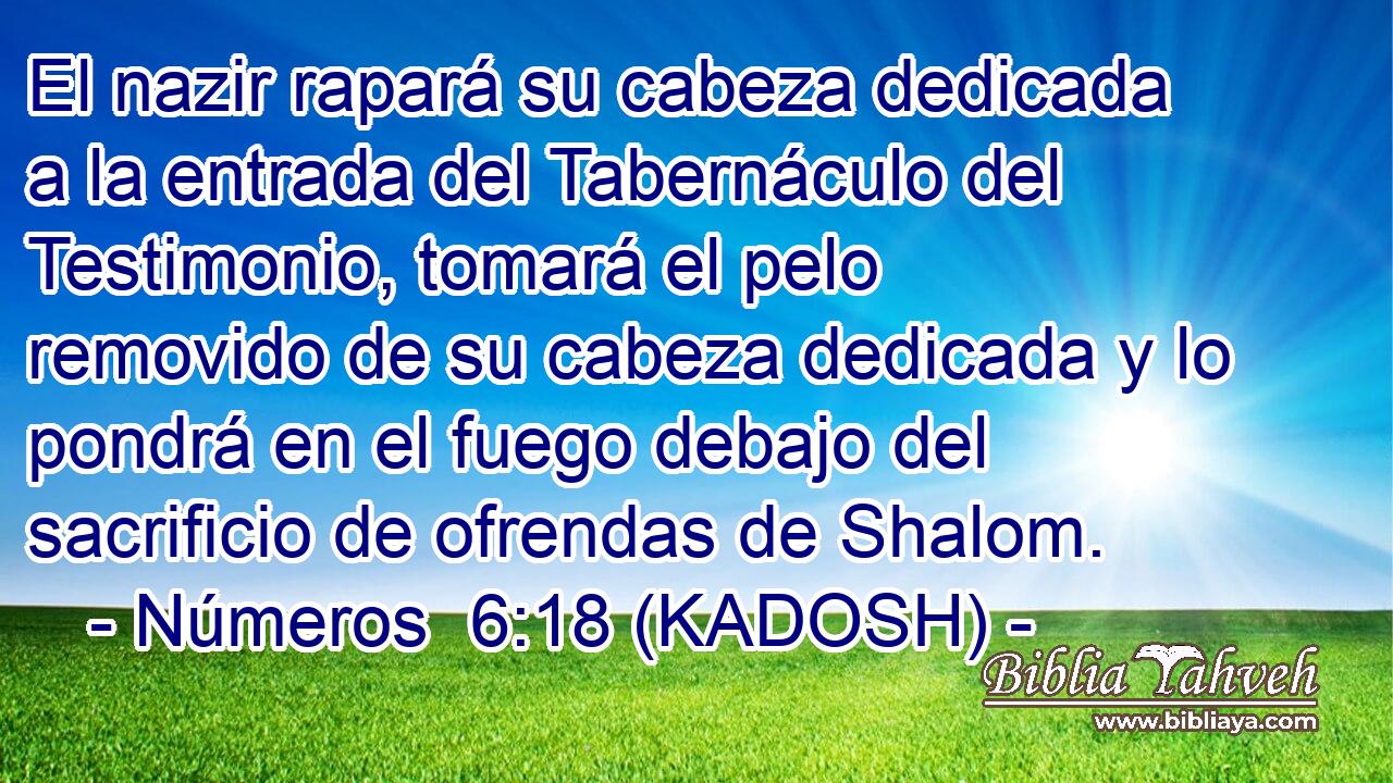  El nazir rapará su cabeza dedicada a la entrada del Tabernáculo del Testimonio, tomará el pelo removido de su cabeza dedicada y lo pondrá en el fuego debajo del sacrificio de ofrendas de Shalom. 