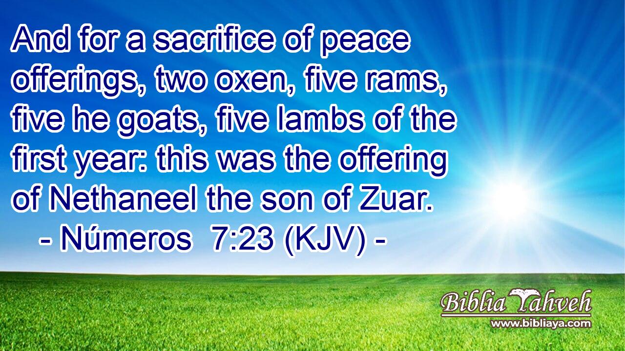 And for a sacrifice of peace offerings, two oxen, five rams, five he goats, five lambs of the first year: this was the offering of Nethaneel the son of Zuar.