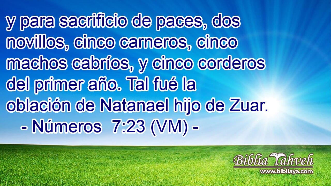  y para sacrificio de paces, dos novillos, cinco carneros, cinco machos cabríos, y cinco corderos del primer año. Tal fué la oblación de Natanael hijo de Zuar. 
