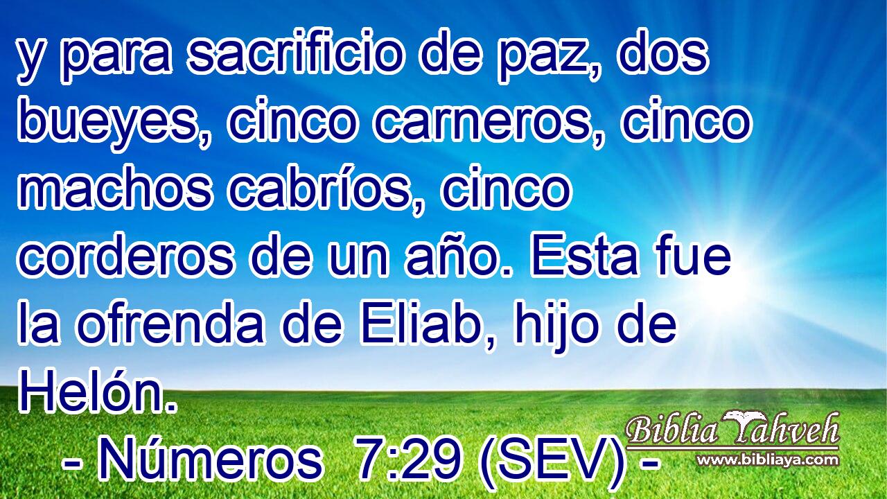 y para sacrificio de paz, dos bueyes, cinco carneros, cinco machos cabríos, cinco corderos de un año. Esta fue la ofrenda de Eliab, hijo de Helón.