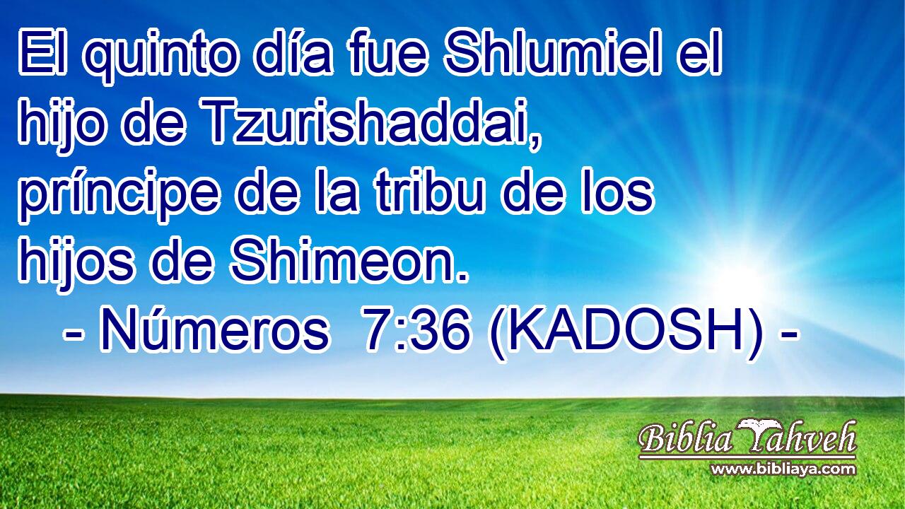  El quinto día fue Shlumiel el hijo de Tzurishaddai, príncipe de la tribu de los hijos de Shimeon. 