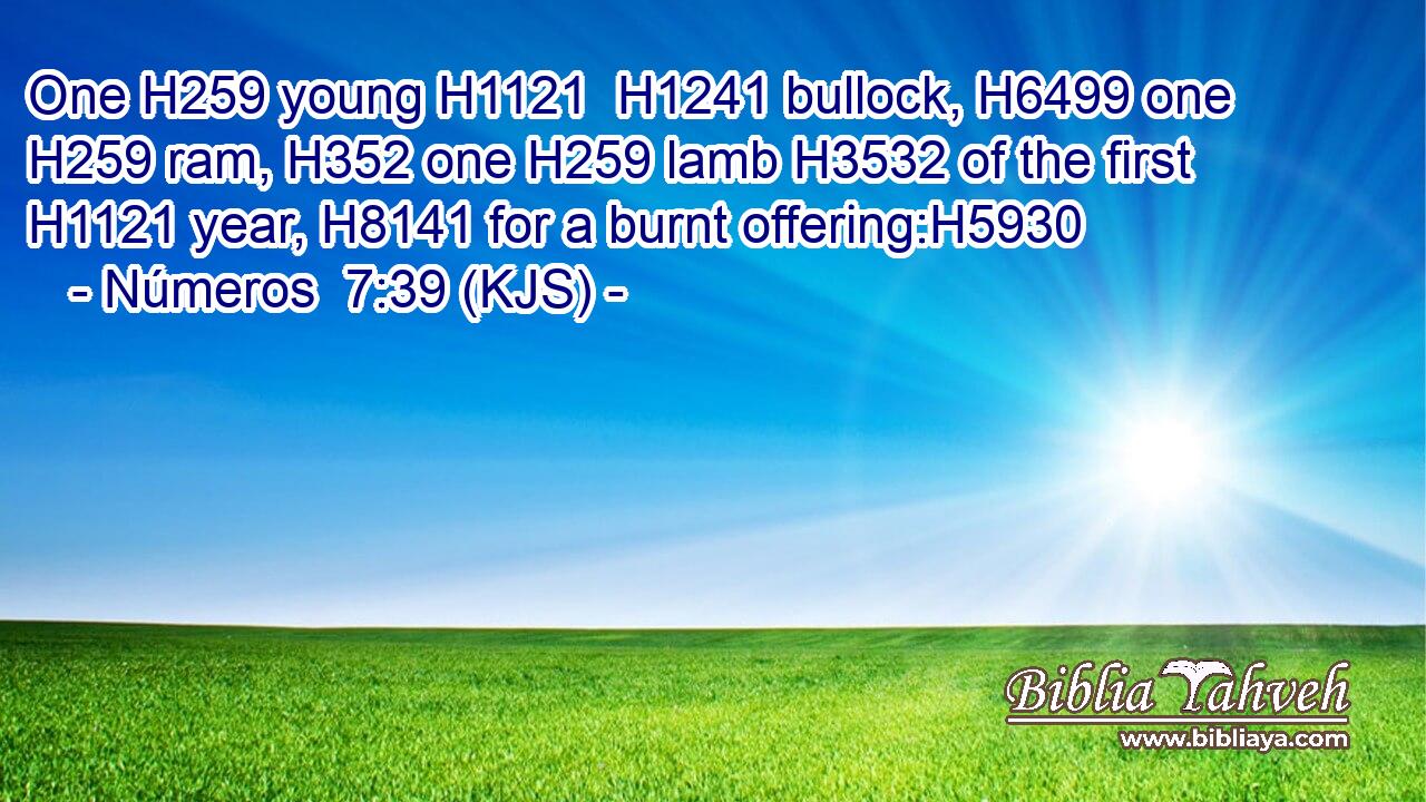 One H259 young H1121  H1241 bullock, H6499 one H259 ram, H352 one H259 lamb H3532 of the first H1121 year, H8141 for a burnt offering:H5930