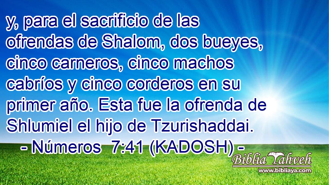  y, para el sacrificio de las ofrendas de Shalom, dos bueyes, cinco carneros, cinco machos cabríos y cinco corderos en su primer año. Esta fue la ofrenda de Shlumiel el hijo de Tzurishaddai. 