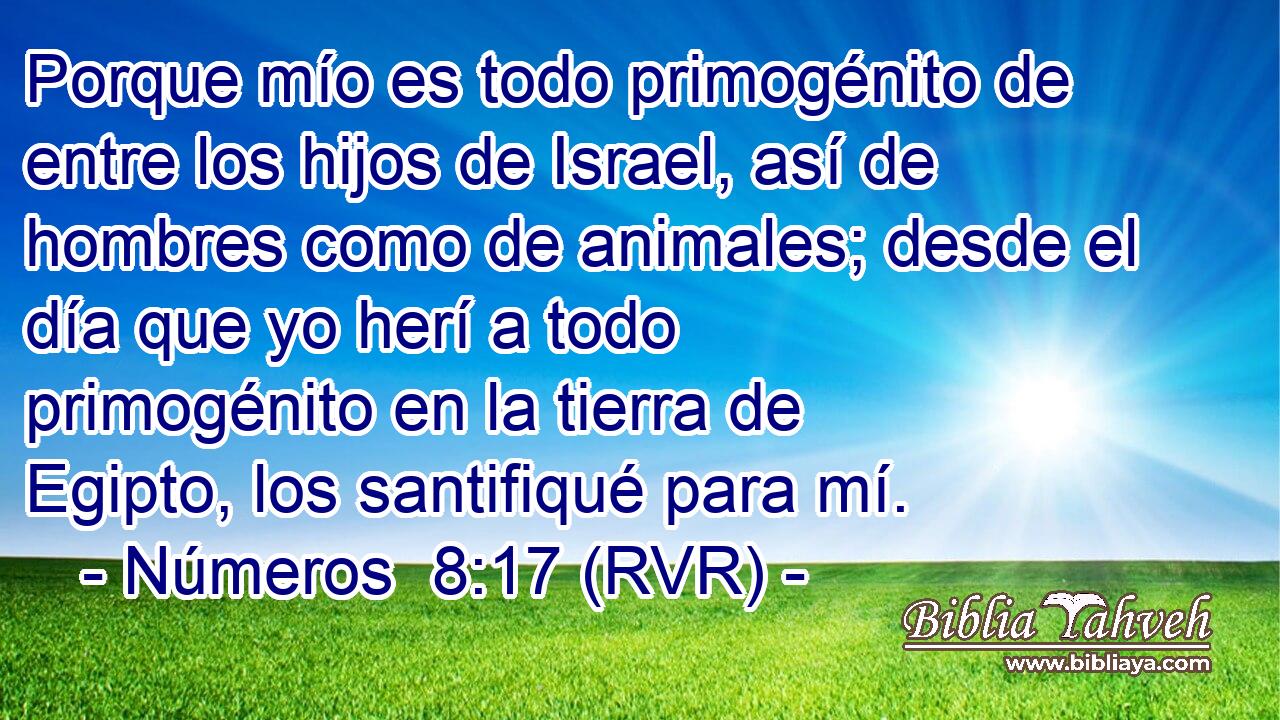 Porque mío es todo primogénito de entre los hijos de Israel, así de hombres como de animales; desde el día que yo herí a todo primogénito en la tierra de Egipto, los santifiqué para mí.