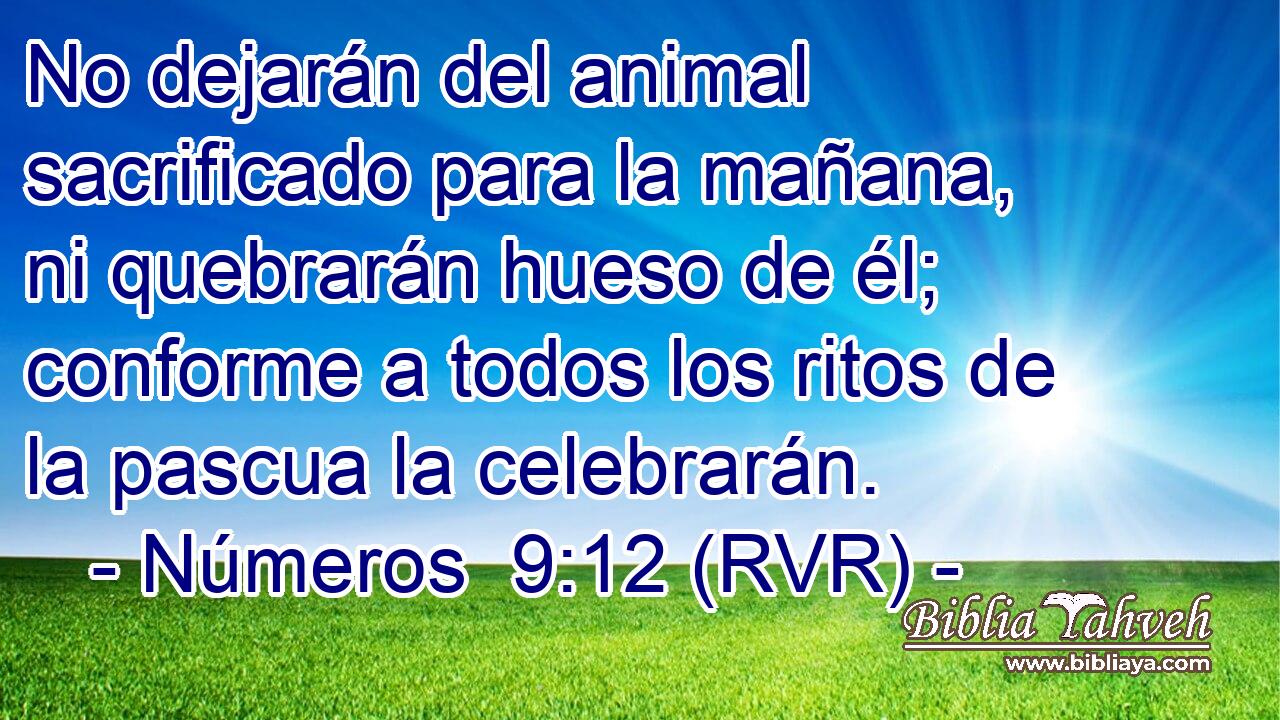 No dejarán del animal sacrificado para la mañana, ni quebrarán hueso de él; conforme a todos los ritos de la pascua la celebrarán.