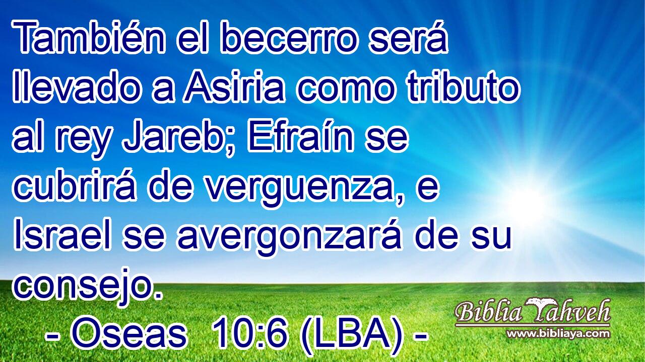 También el becerro será llevado a Asiria como tributo al rey Jareb; Efraín se cubrirá de verguenza, e Israel se avergonzará de su consejo.