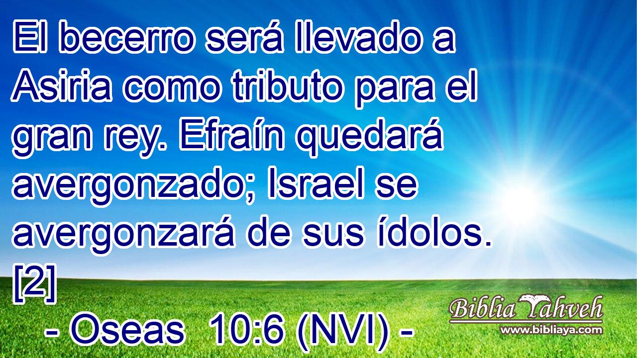  El becerro será llevado a Asiria como tributo para el gran rey. Efraín quedará avergonzado; Israel se avergonzará de sus ídolos. [2] 