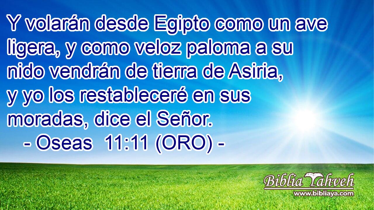  Y volarán desde Egipto como un ave ligera, y como veloz paloma a su nido vendrán de tierra de Asiria, y yo los restableceré en sus moradas, dice el Señor. 