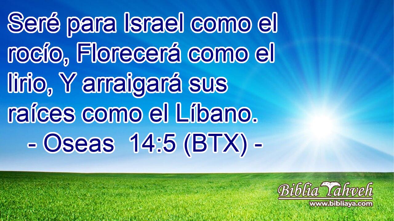 Seré para Israel como el rocío, Florecerá como el lirio, Y arraigará sus raíces como el Líbano.
