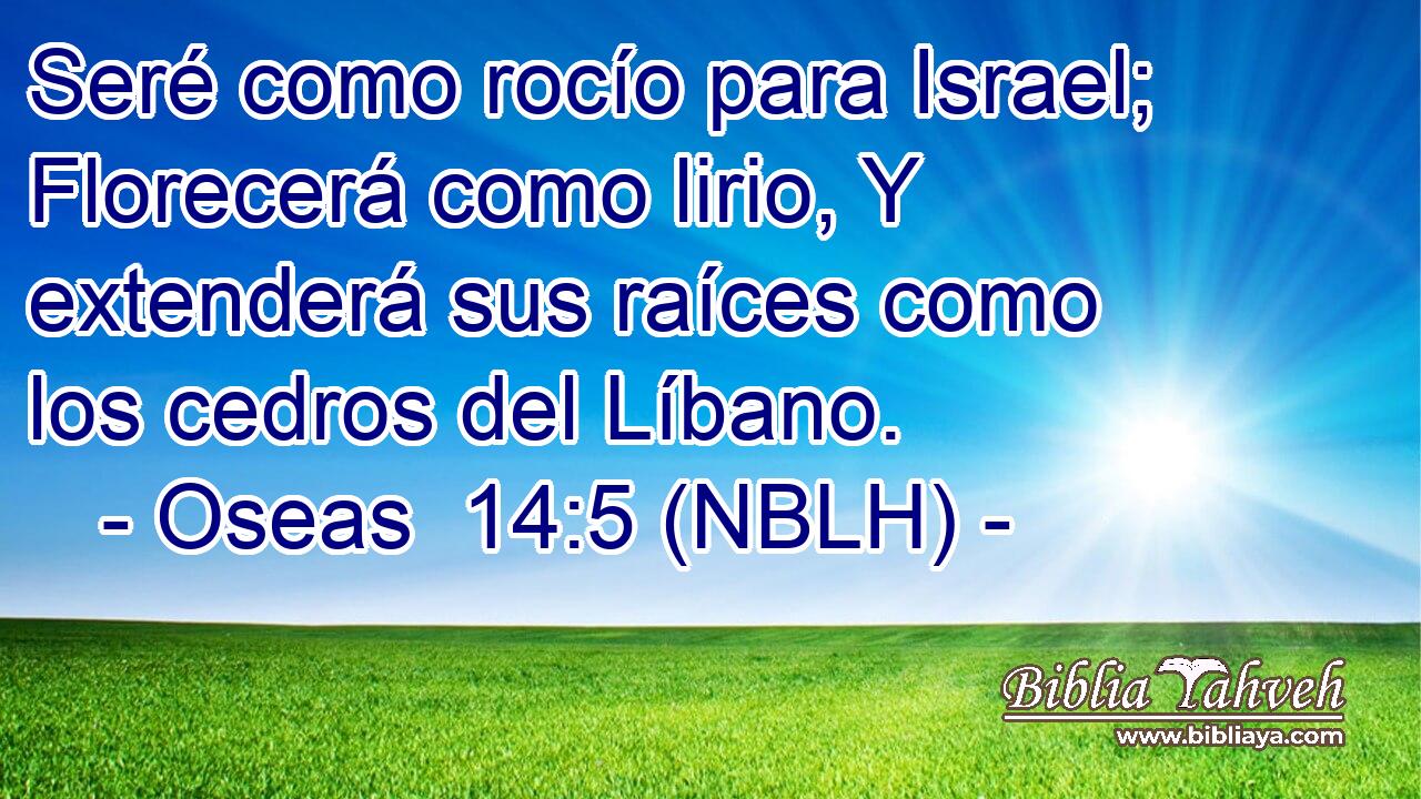  Seré como rocío para Israel; Florecerá como lirio, Y extenderá sus raíces como los cedros del Líbano. 