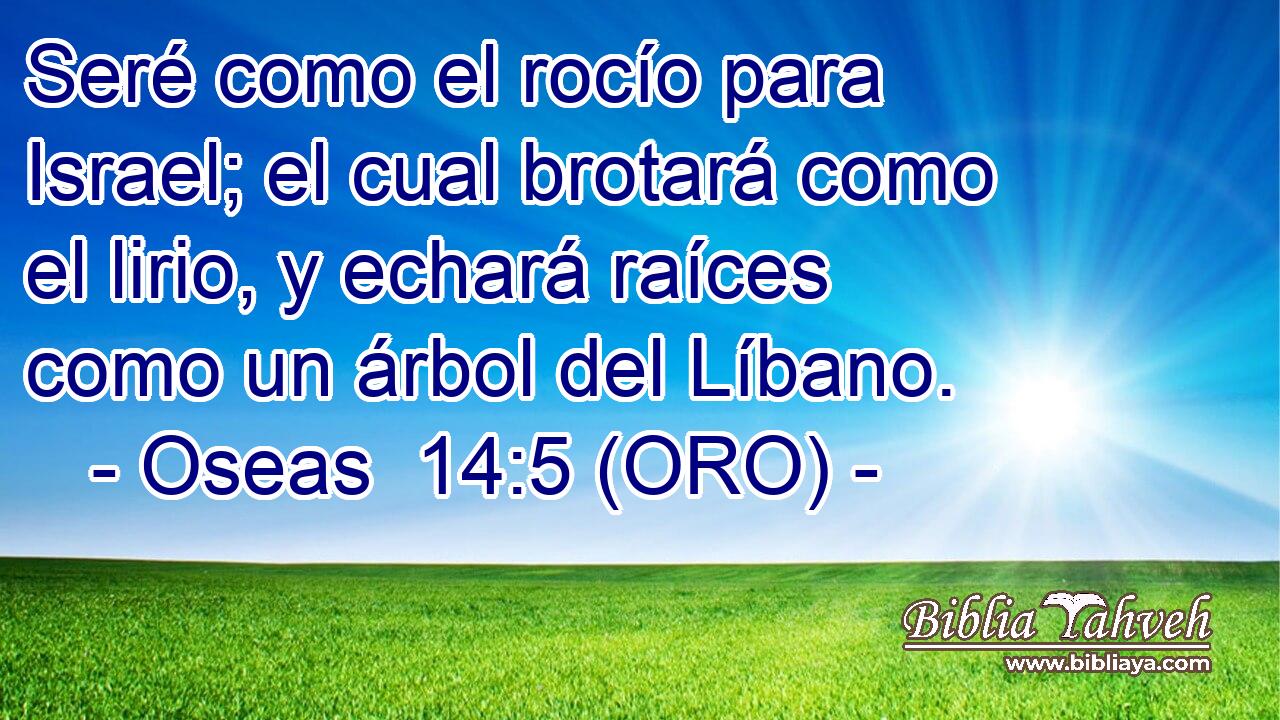  Seré como el rocío para Israel; el cual brotará como el lirio, y echará raíces como un árbol del Líbano. 