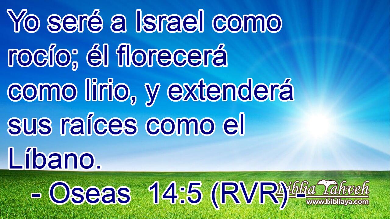 Yo seré a Israel como rocío; él florecerá como lirio, y extenderá sus raíces como el Líbano.