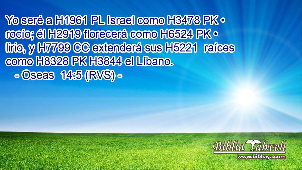 Yo seré a H1961 PL Israel como H3478 PK • rocío; él H2919 florecerá como H6524 PK • lirio, y H7799 CC extenderá sus H5221  raíces como H8328 PK H3844 el Líbano. 