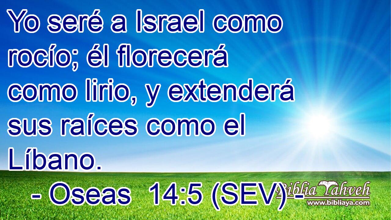 Yo seré a Israel como rocío; él florecerá como lirio, y extenderá sus raíces como el Líbano.