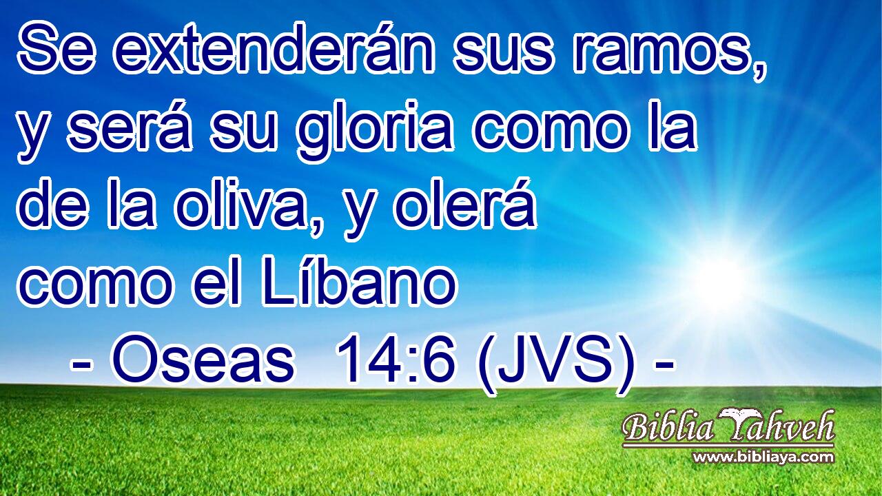 Se extenderán sus ramos, y será su gloria como la de la oliva, y olerá como el Líbano