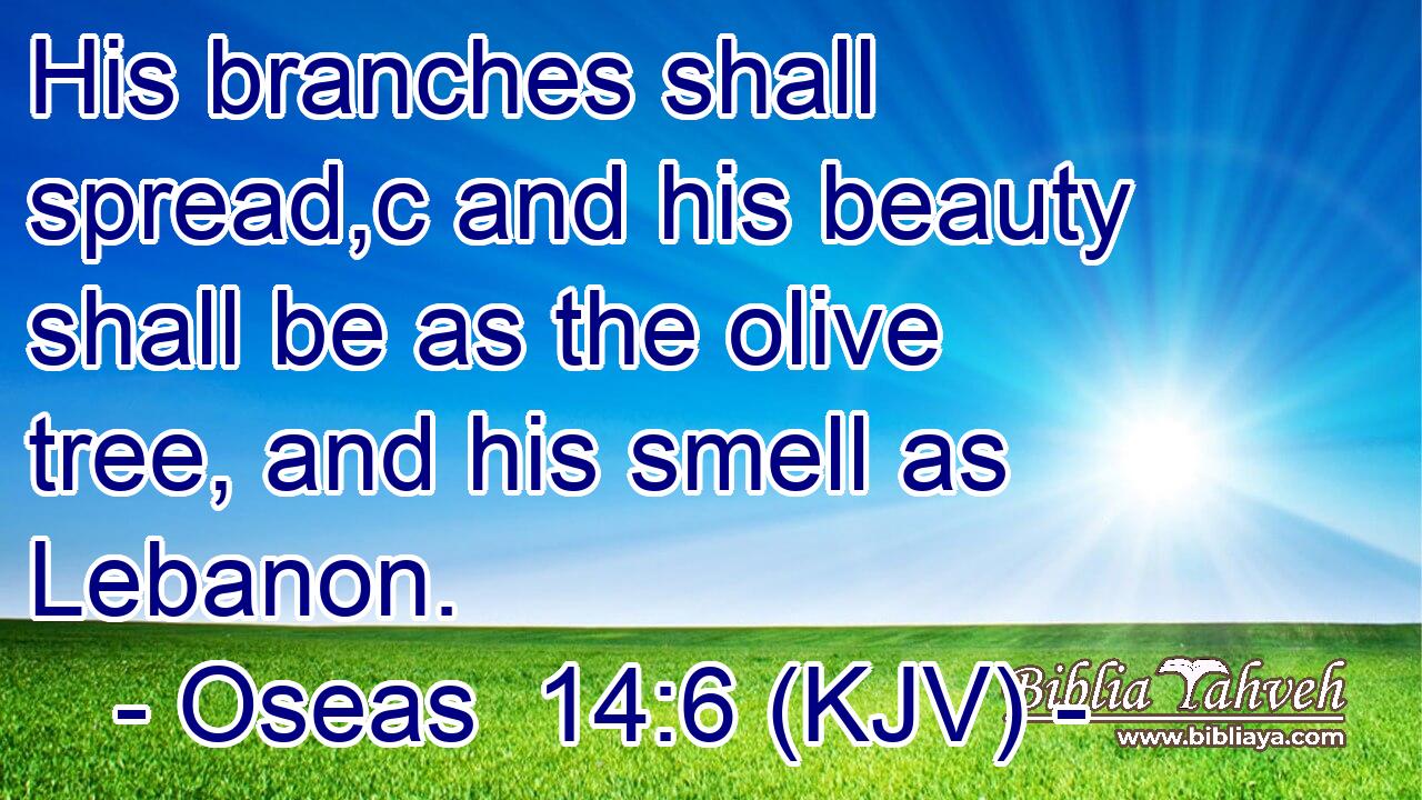 His branches shall spread,c and his beauty shall be as the olive tree, and his smell as Lebanon.