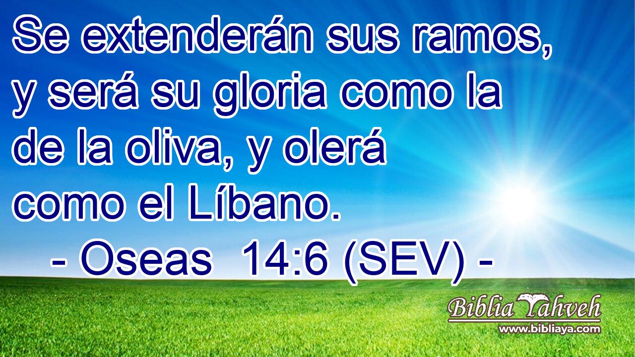 Se extenderán sus ramos, y será su gloria como la de la oliva, y olerá como el Líbano.