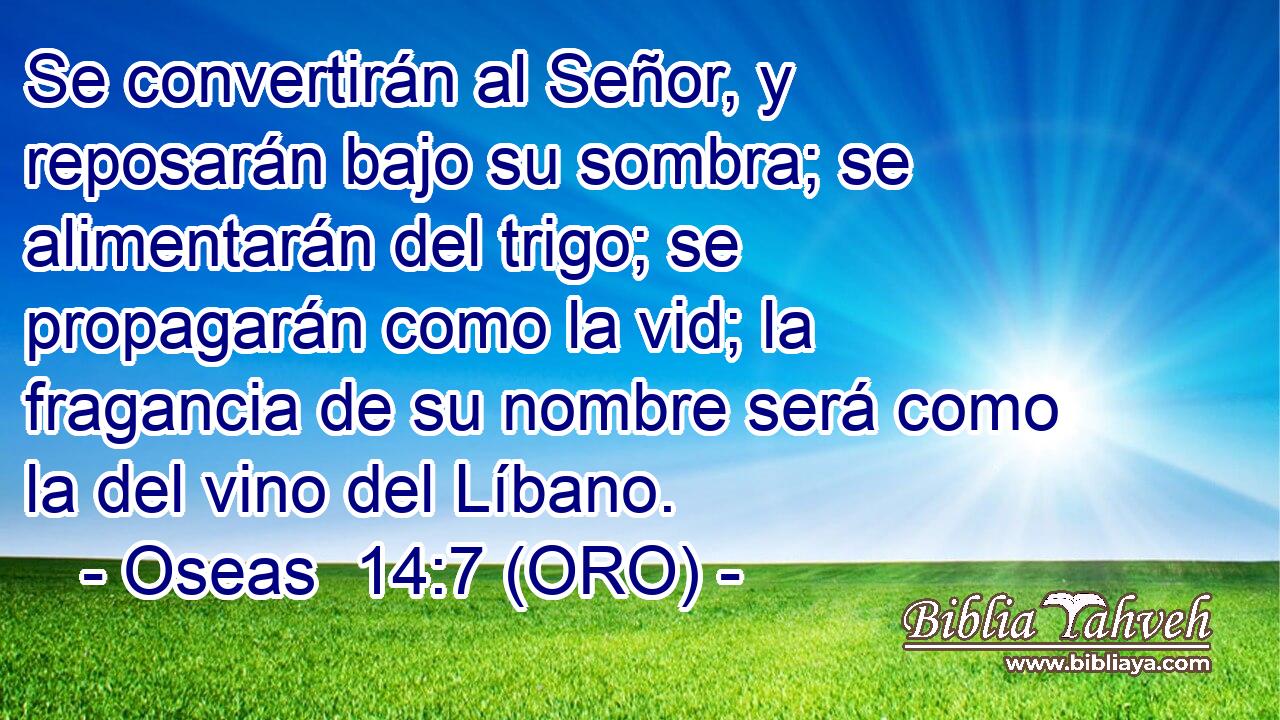  Se convertirán al Señor, y reposarán bajo su sombra; se alimentarán del trigo; se propagarán como la vid; la fragancia de su nombre será como la del vino del Líbano. 