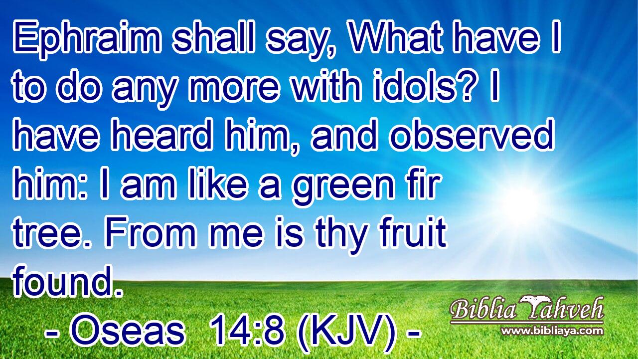 Ephraim shall say, What have I to do any more with idols? I have heard him, and observed him: I am like a green fir tree. From me is thy fruit found.