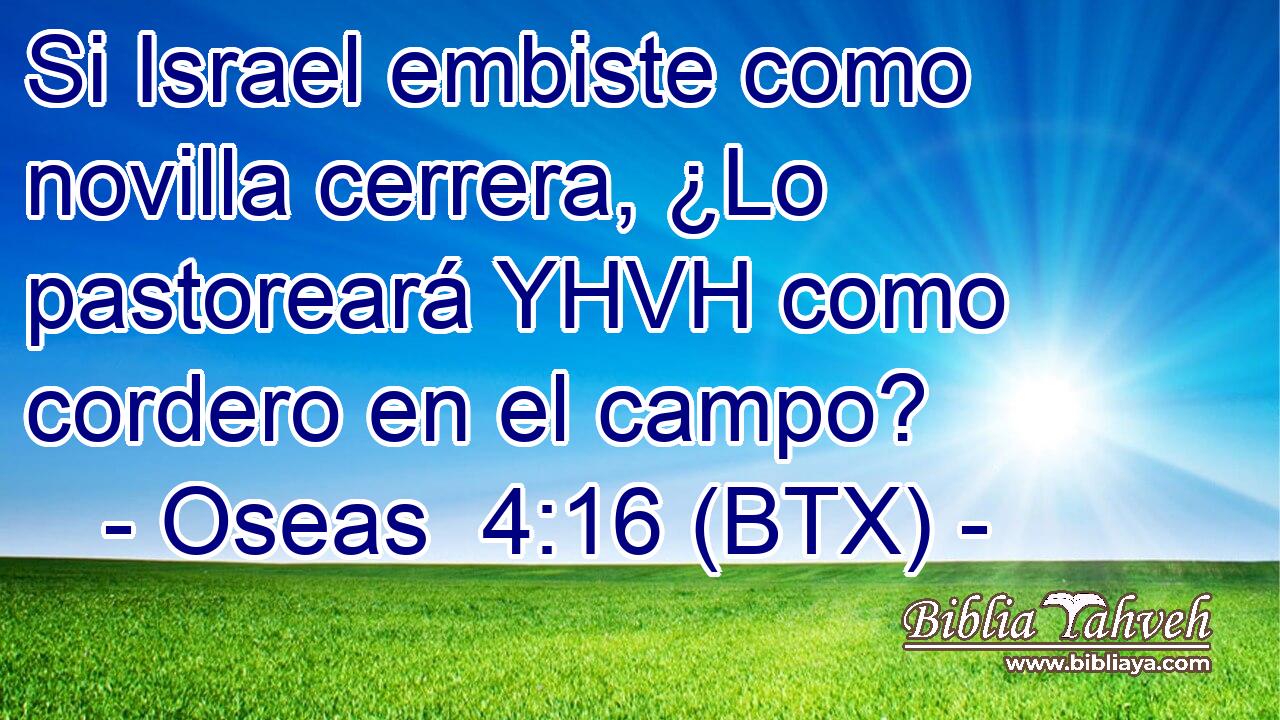 Si Israel embiste como novilla cerrera, ¿Lo pastoreará YHVH como cordero en el campo?