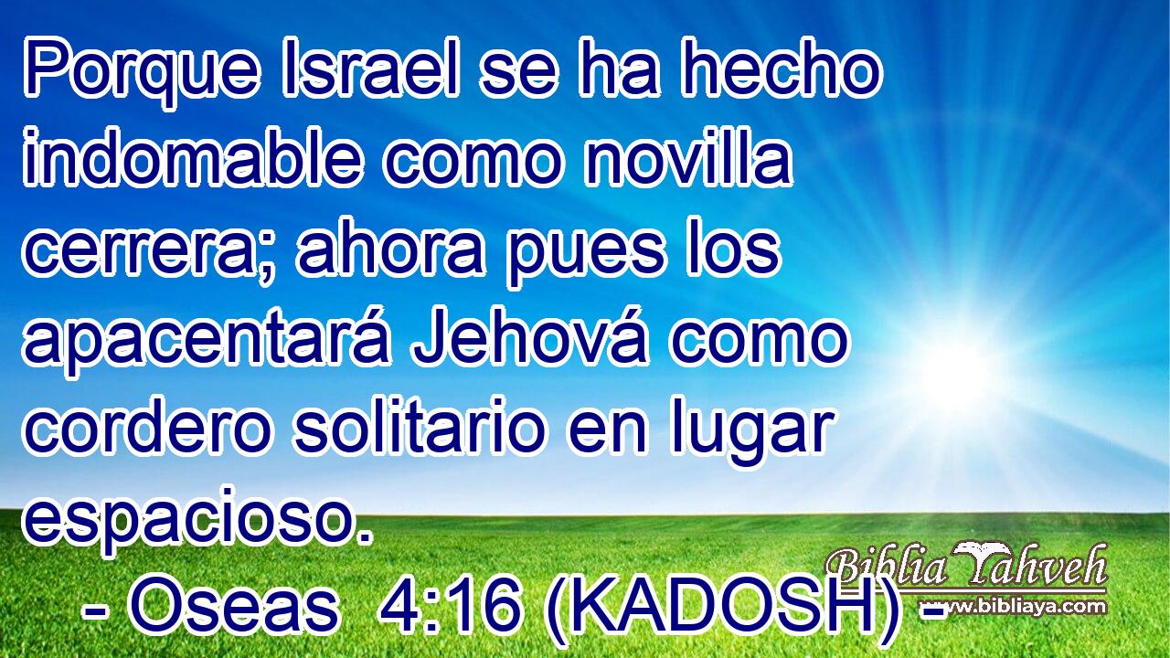  Porque Israel se ha hecho indomable como novilla cerrera; ahora pues los apacentará Jehová como cordero solitario en lugar espacioso. 