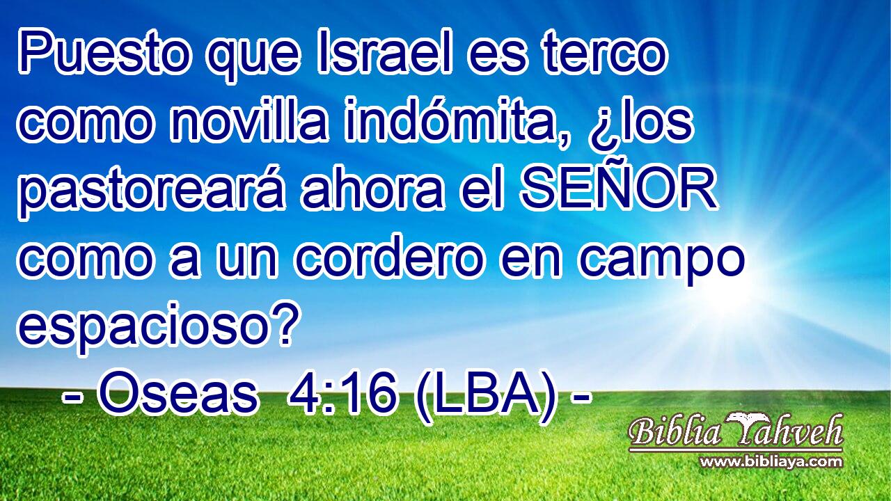 Puesto que Israel es terco como novilla indómita, ¿los pastoreará ahora el SEÑOR como a un cordero en campo espacioso?