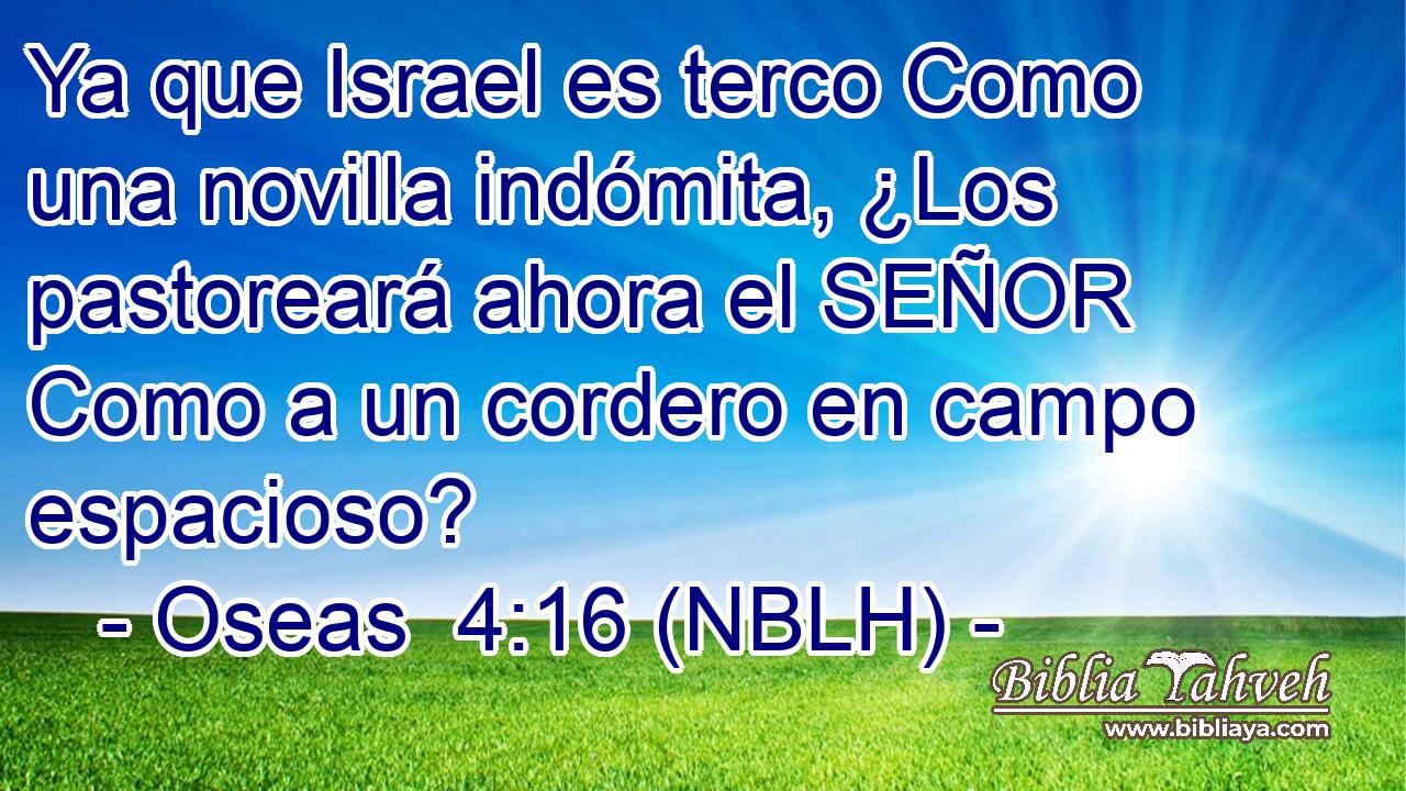  Ya que Israel es terco Como una novilla indómita, ¿Los pastoreará ahora el SEÑOR Como a un cordero en campo espacioso? 