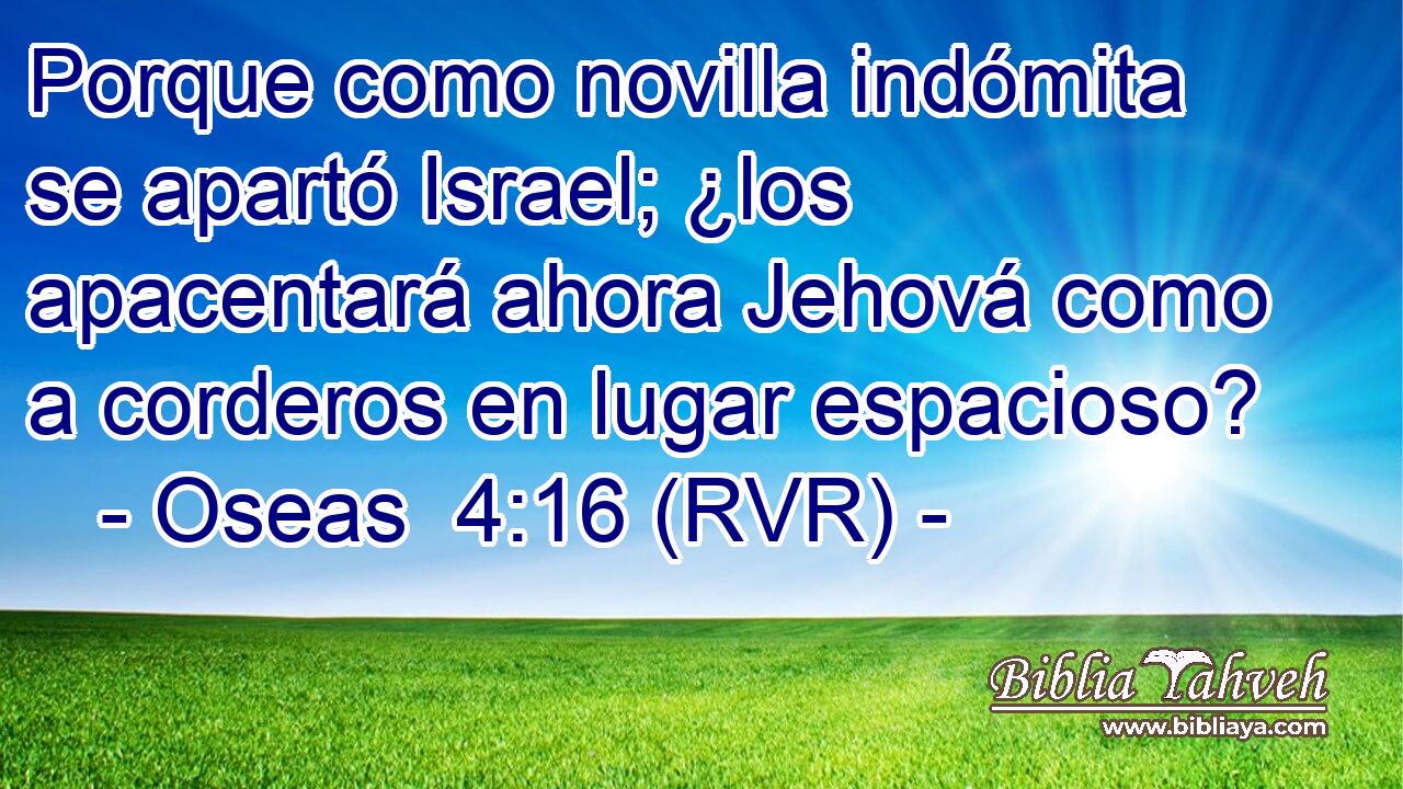 Porque como novilla indómita se apartó Israel; ¿los apacentará ahora Jehová como a corderos en lugar espacioso?