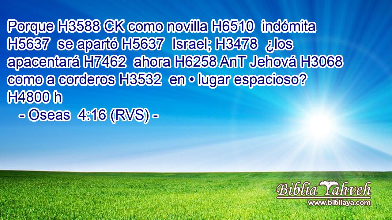 Porque H3588 CK como novilla H6510  indómita H5637  se apartó H5637  Israel; H3478  ¿los apacentará H7462  ahora H6258 AnT Jehová H3068  como a corderos H3532  en • lugar espacioso? H4800 h 