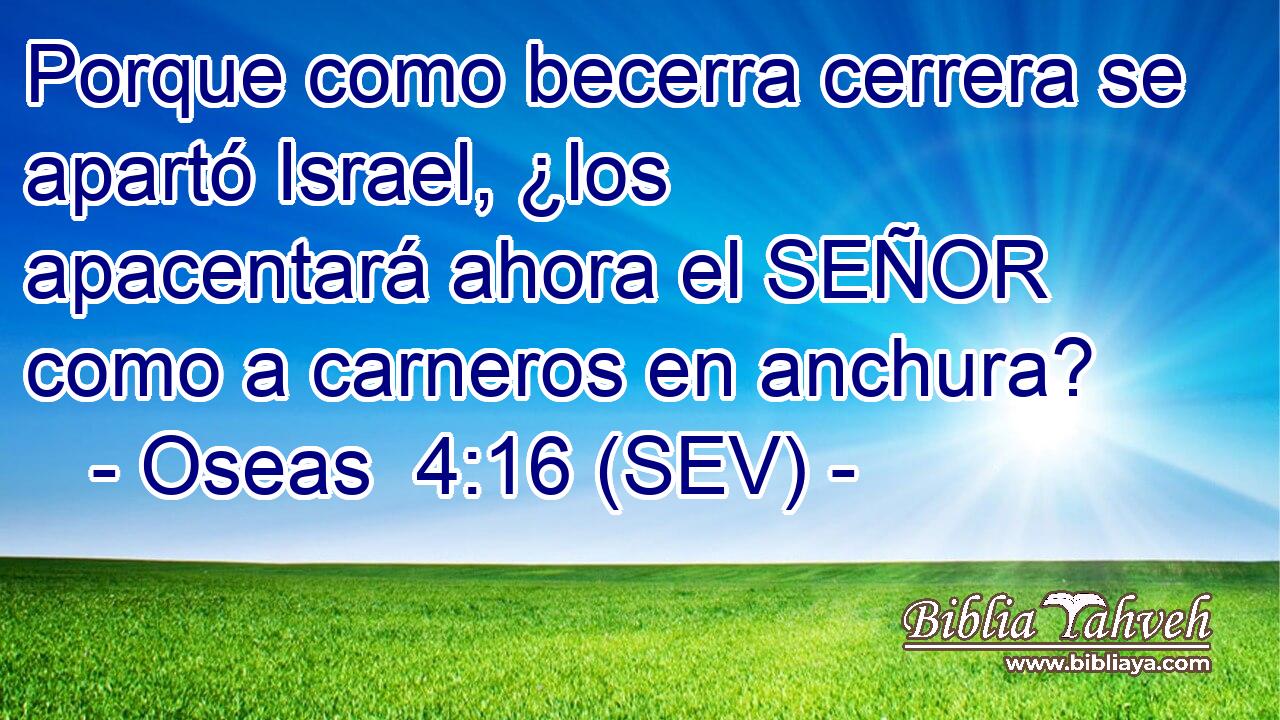 Porque como becerra cerrera se apartó Israel, ¿los apacentará ahora el SEÑOR como a carneros en anchura?