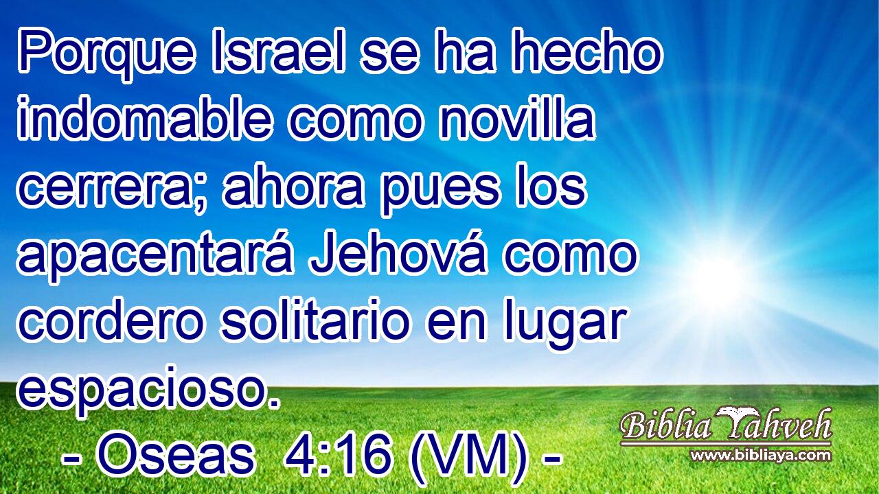  Porque Israel se ha hecho indomable como novilla cerrera; ahora pues los apacentará Jehová como cordero solitario en lugar espacioso. 