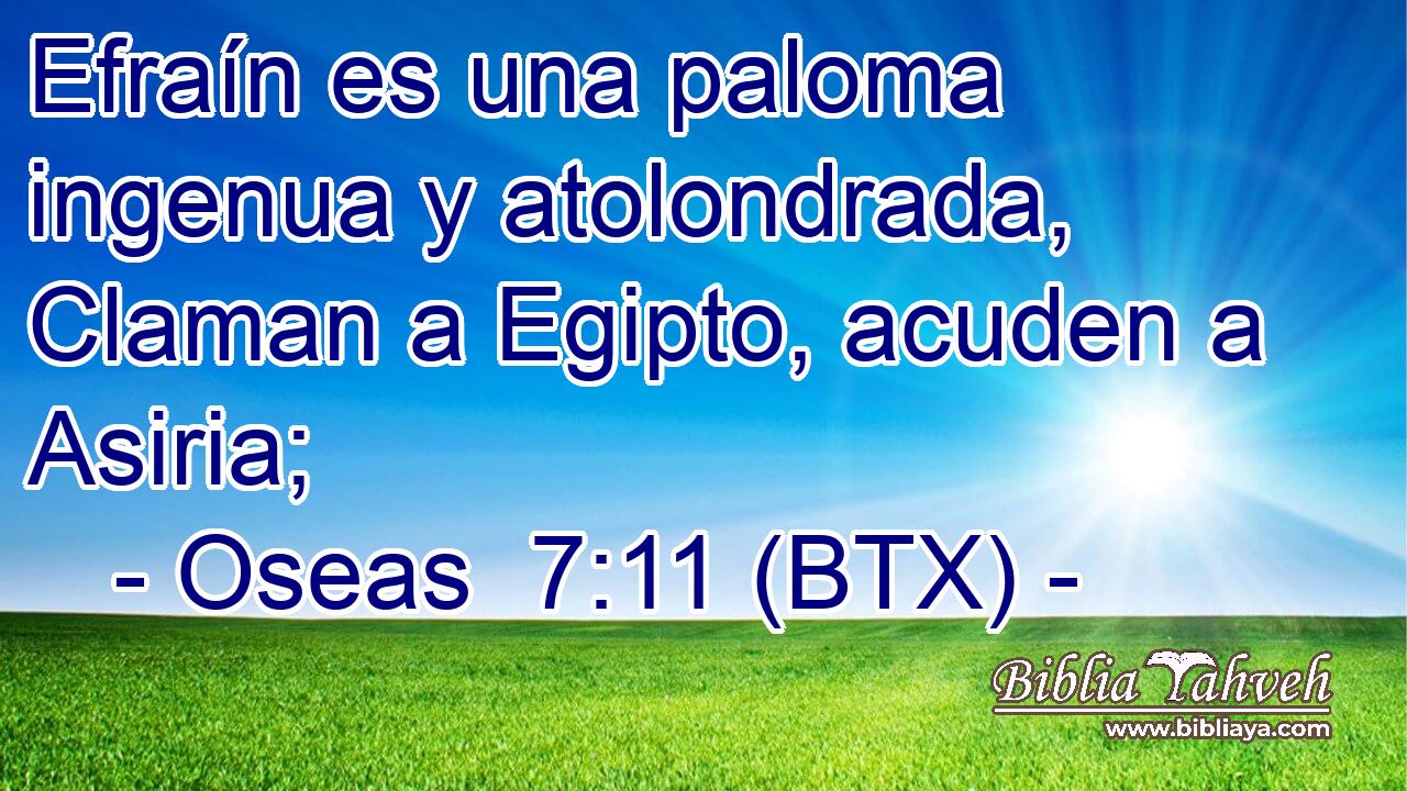 Efraín es una paloma ingenua y atolondrada, Claman a Egipto, acuden a Asiria;