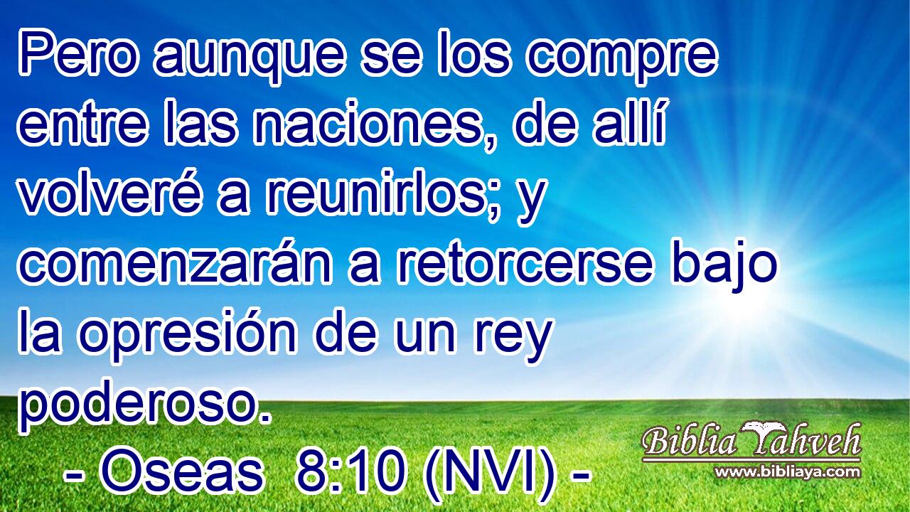  Pero aunque se los compre entre las naciones, de allí volveré a reunirlos; y comenzarán a retorcerse bajo la opresión de un rey poderoso. 