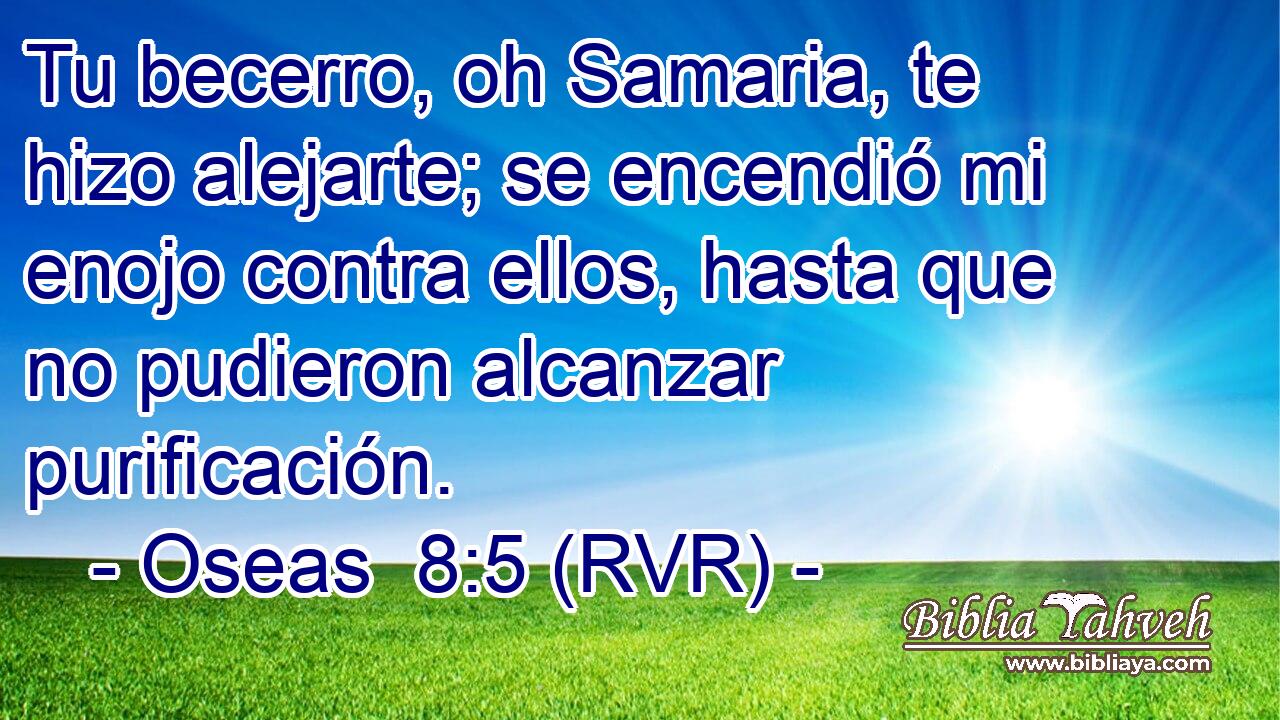Tu becerro, oh Samaria, te hizo alejarte; se encendió mi enojo contra ellos, hasta que no pudieron alcanzar purificación.
