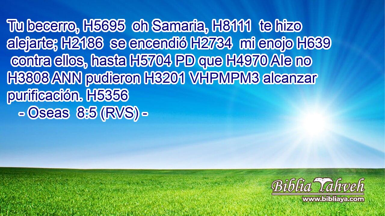 Tu becerro, H5695  oh Samaria, H8111  te hizo alejarte; H2186  se encendió H2734  mi enojo H639  contra ellos, hasta H5704 PD que H4970 AIe no H3808 ANN pudieron H3201 VHPMPM3 alcanzar purificación. H5356  