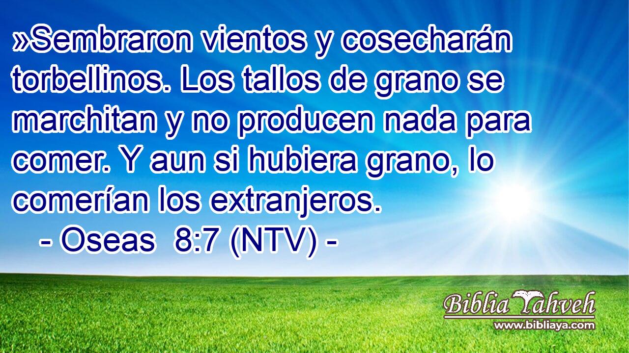 »Sembraron vientos y cosecharán torbellinos. Los tallos de grano se marchitan y no producen nada para comer. Y aun si hubiera grano, lo comerían los extranjeros.