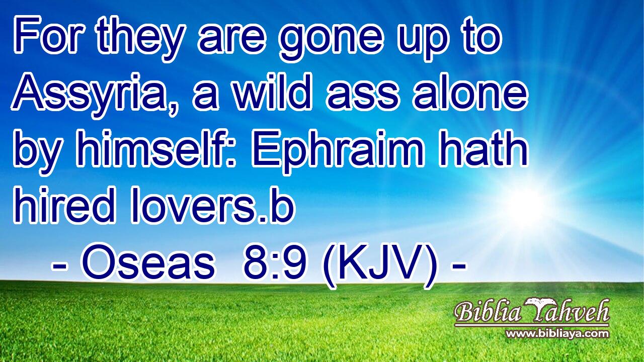 For they are gone up to Assyria, a wild ass alone by himself: Ephraim hath hired lovers.b