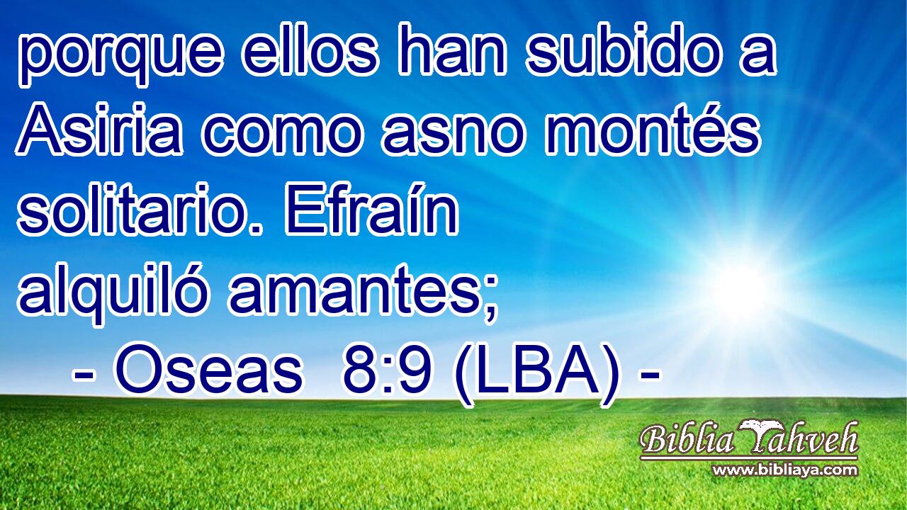 porque ellos han subido a Asiria como asno montés solitario. Efraín alquiló amantes;