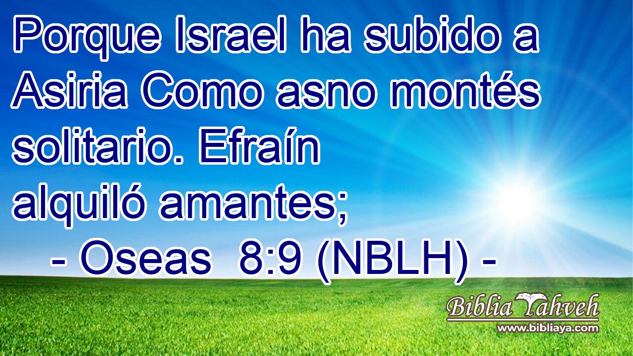  Porque Israel ha subido a Asiria Como asno montés solitario. Efraín alquiló amantes; 