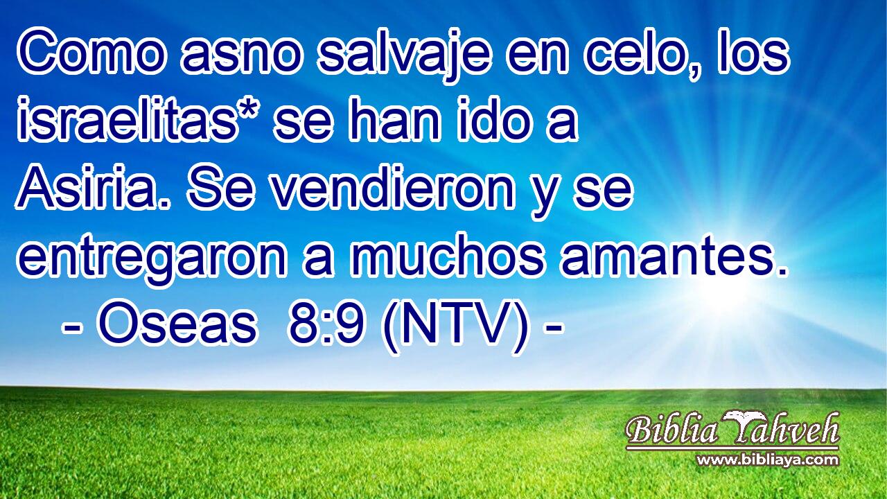 Como asno salvaje en celo, los israelitas* se han ido a Asiria. Se vendieron y se entregaron a muchos amantes.