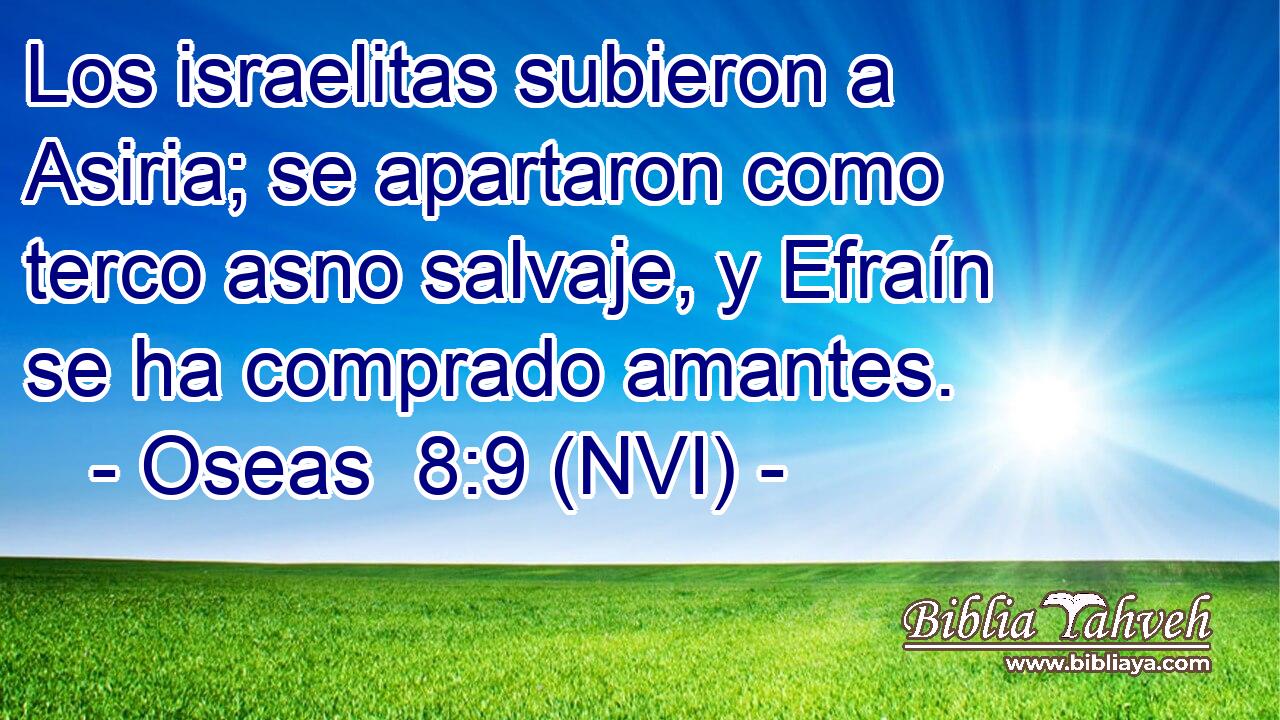  Los israelitas subieron a Asiria; se apartaron como terco asno salvaje, y Efraín se ha comprado amantes. 
