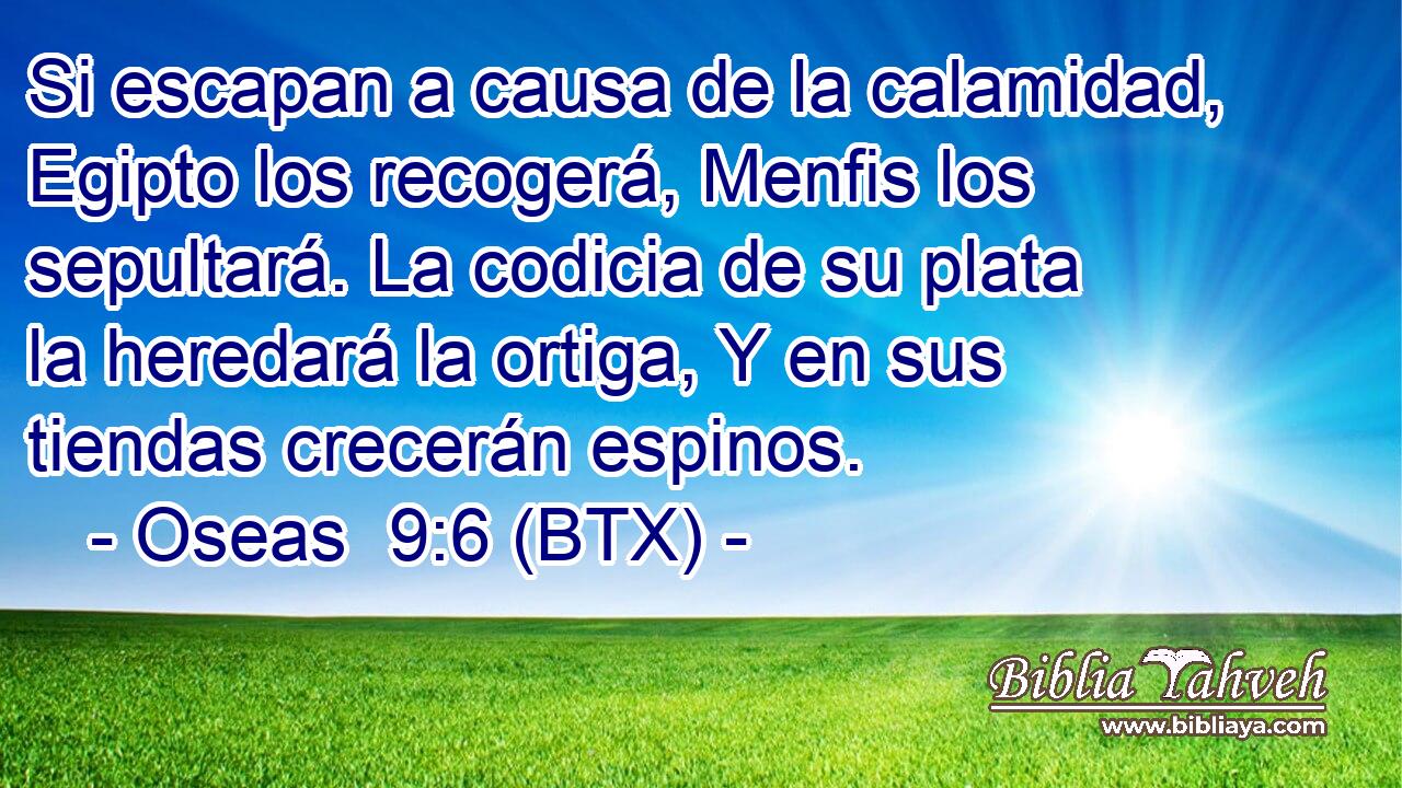 Si escapan a causa de la calamidad, Egipto los recogerá, Menfis los sepultará. La codicia de su plata la heredará la ortiga, Y en sus tiendas crecerán espinos.