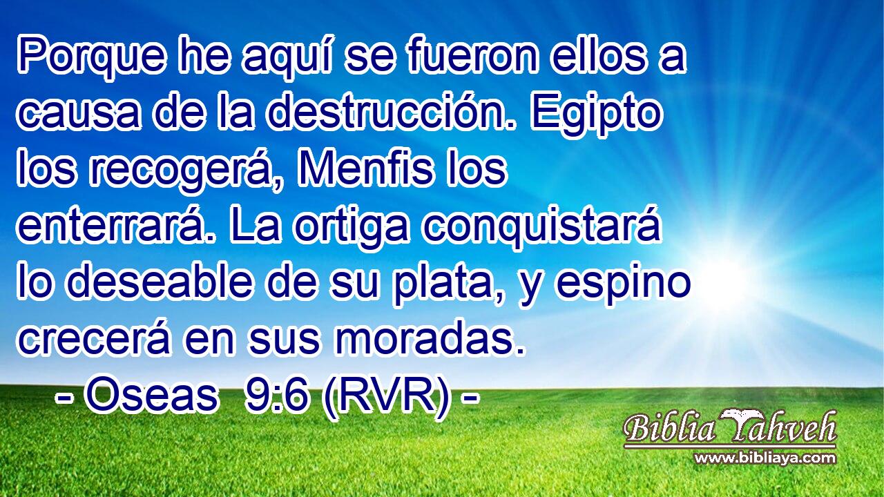 Porque he aquí se fueron ellos a causa de la destrucción. Egipto los recogerá, Menfis los enterrará. La ortiga conquistará lo deseable de su plata, y espino crecerá en sus moradas.