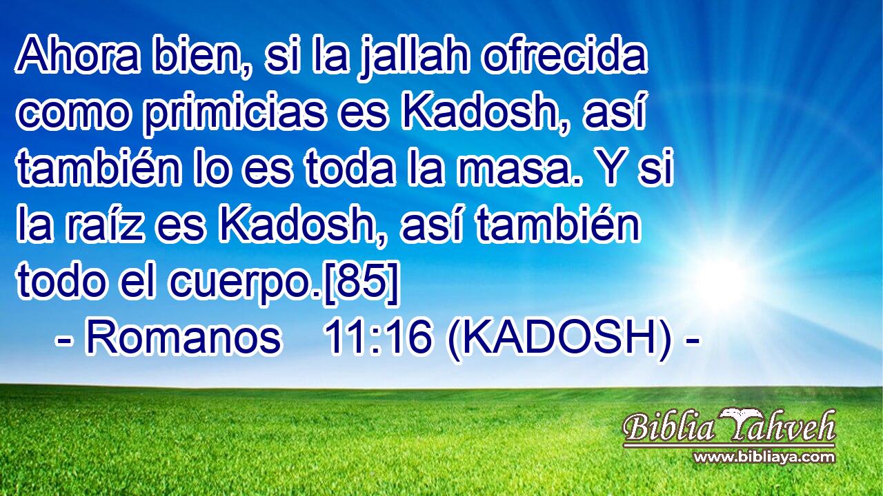  Ahora bien, si la jallah ofrecida como primicias es Kadosh, así también lo es toda la masa. Y si la raíz es Kadosh, así también todo el cuerpo.[85] 