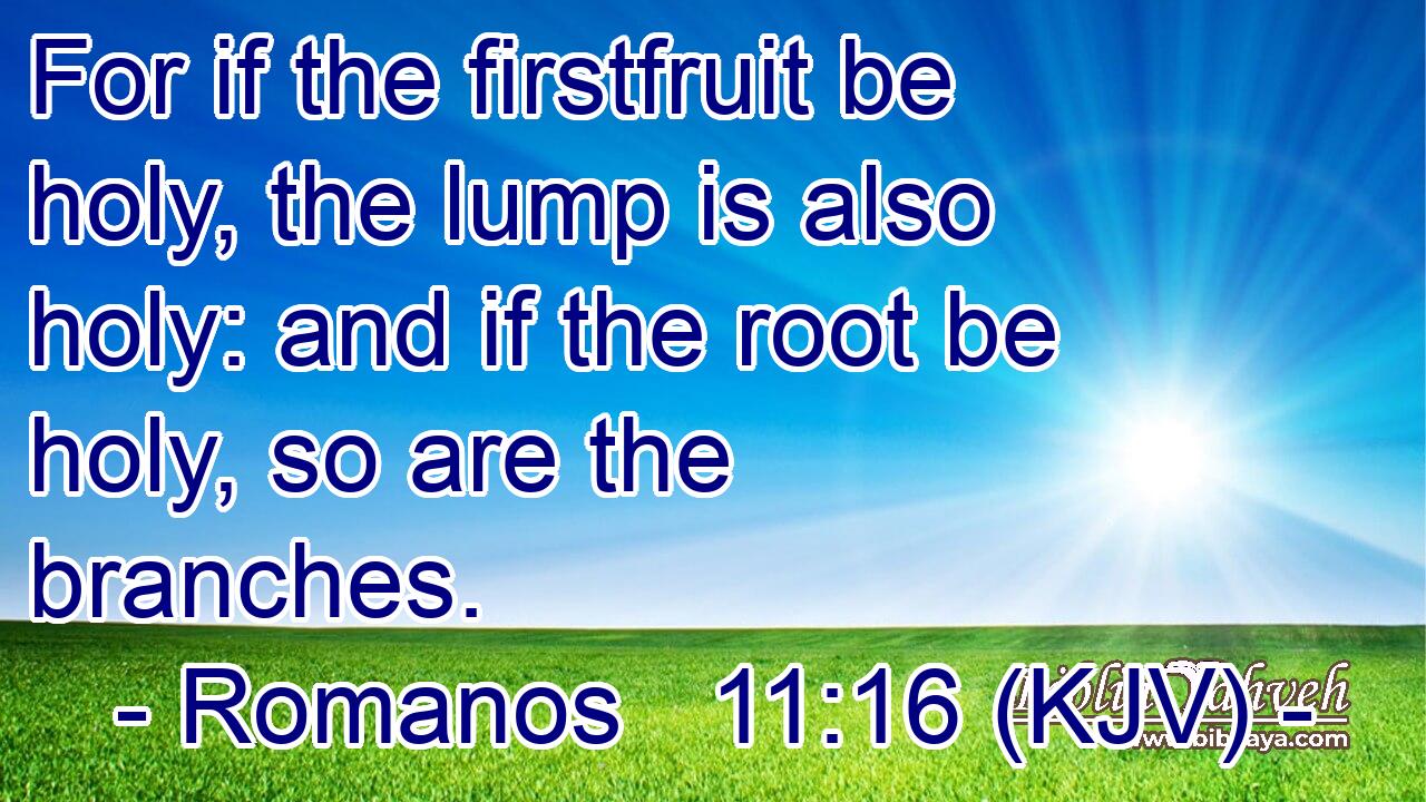 For if the firstfruit be holy, the lump is also holy: and if the root be holy, so are the branches.