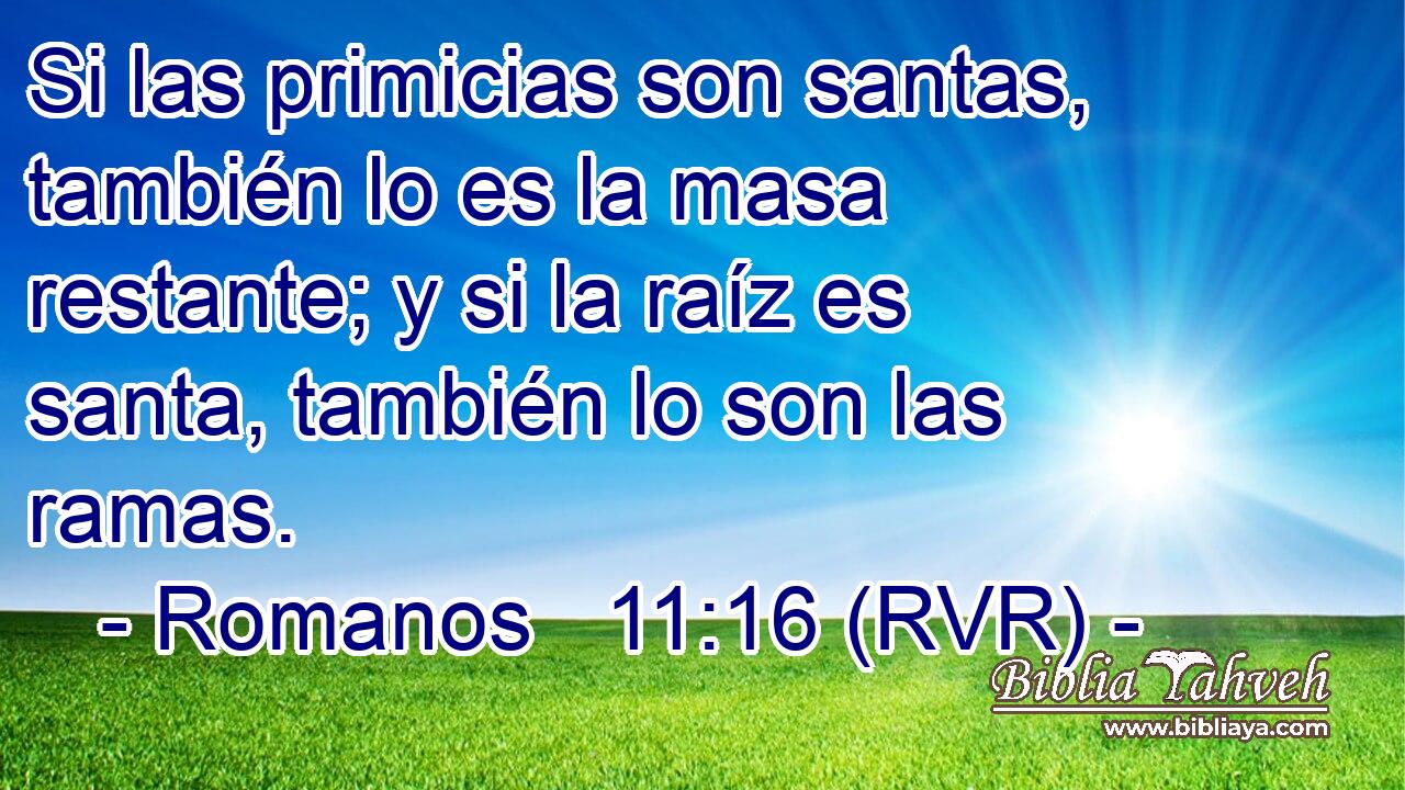 Si las primicias son santas, también lo es la masa restante; y si la raíz es santa, también lo son las ramas.