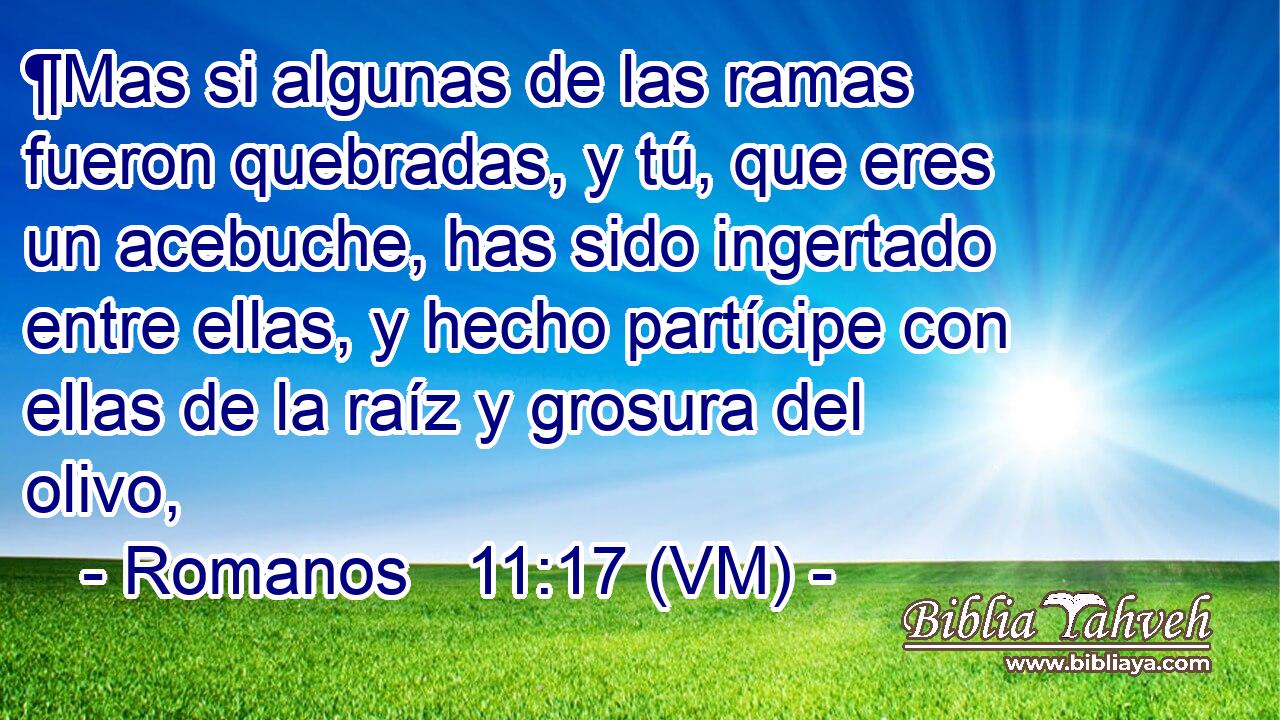  ¶Mas si algunas de las ramas fueron quebradas, y tú, que eres un acebuche, has sido ingertado entre ellas, y hecho partícipe con ellas de la raíz y grosura del olivo, 