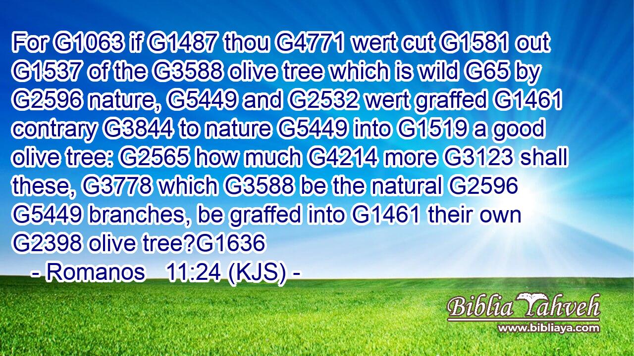 For G1063 if G1487 thou G4771 wert cut G1581 out G1537 of the G3588 olive tree which is wild G65 by G2596 nature, G5449 and G2532 wert graffed G1461 contrary G3844 to nature G5449 into G1519 a good olive tree: G2565 how much G4214 more G3123 shall these, G3778 which G3588 be the natural G2596  G5449 branches, be graffed into G1461 their own G2398 olive tree?G1636
