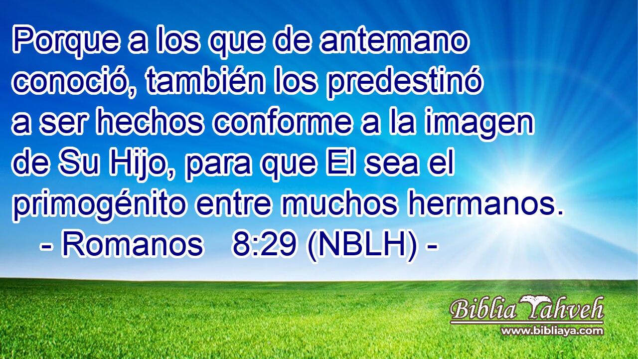  Porque a los que de antemano conoció, también los predestinó a ser hechos conforme a la imagen de Su Hijo, para que El sea el primogénito entre muchos hermanos. 